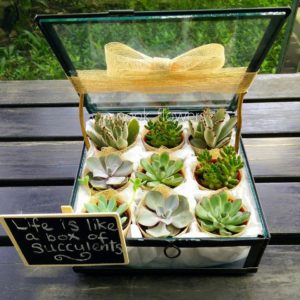 Box of Succulents
