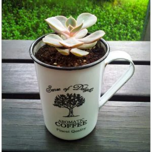 Succulent in a Cup